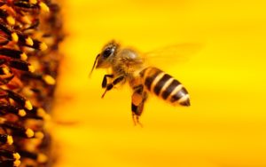 abeille qui butine sur fond jaune