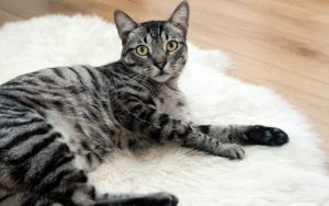 chat couché surpris sur son tapis