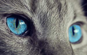 yeux bleus de chats gris