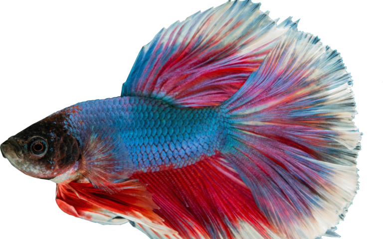 poisson combattant bleu et rouge