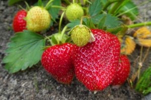 fraises mures et pas mures