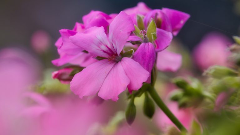 fleur violette de géranium