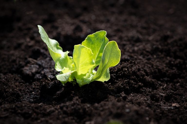 jeune plant de salade en terre