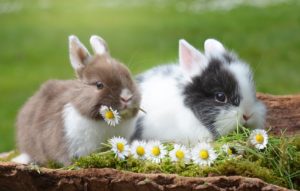lapins nains qui mangent des fleurs