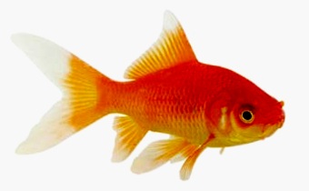 poisson rouge - Copie