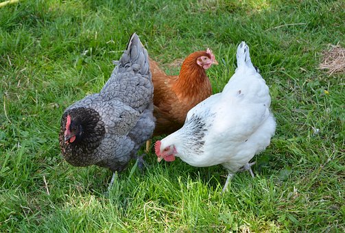 3 poules dans le jardin à la jardinerie d'avezé