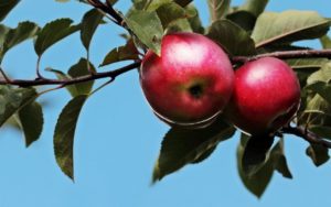 belles pommes rouges dans le pommier