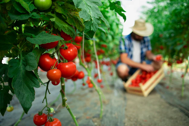 jardin potager tomate en eure et loir